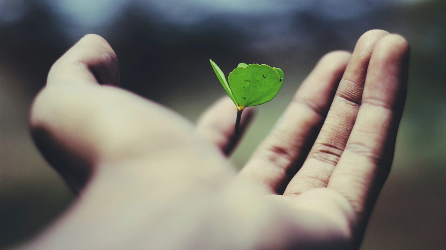 How Can I Grow Without Losing The Softest Parts Of Myself?