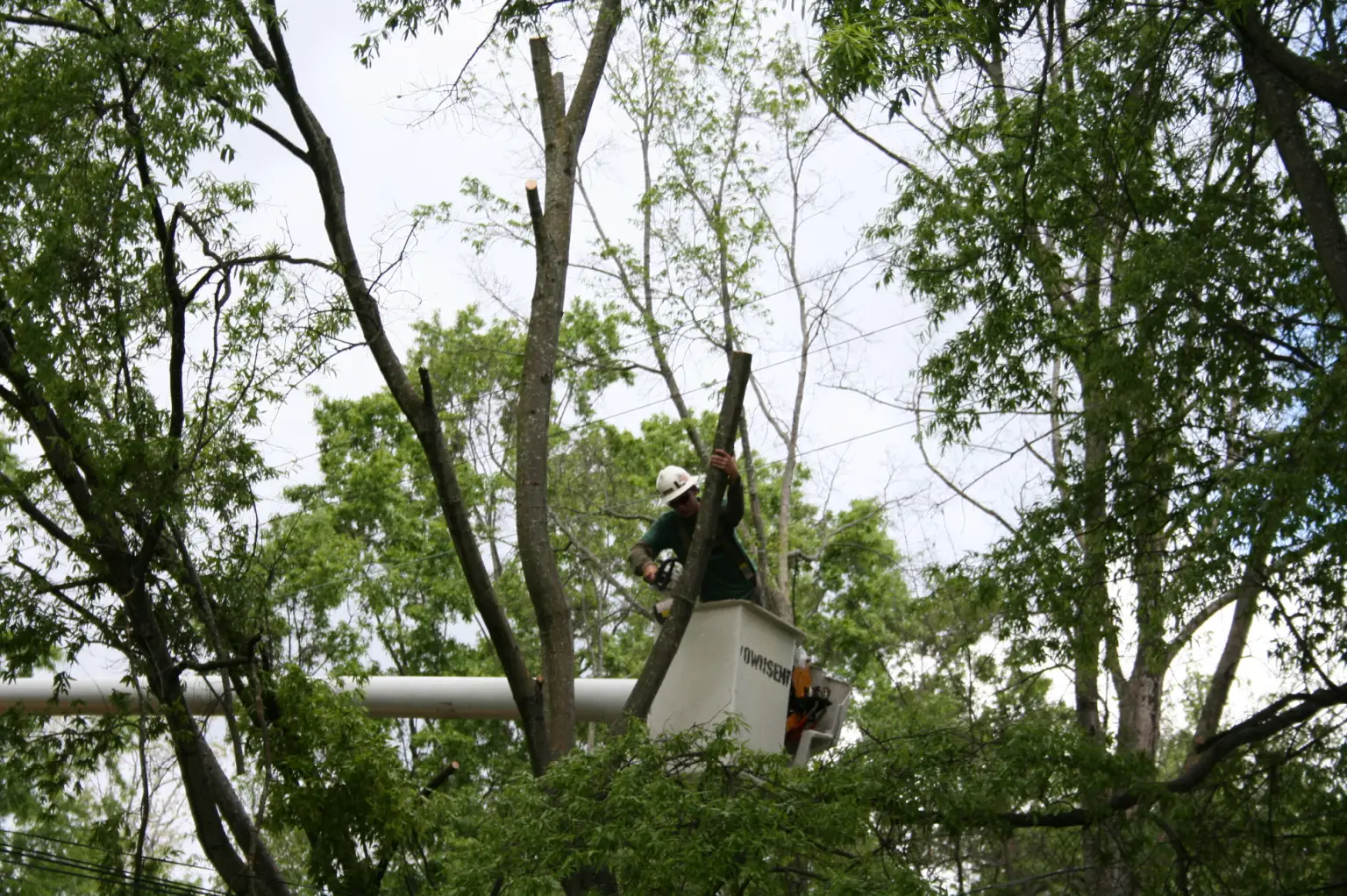 The Best Time for Tree Trimming: A Seasonal Guide