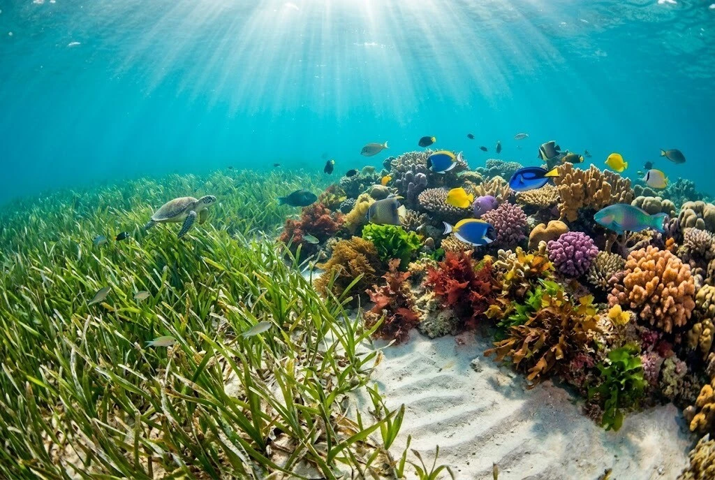 Beyond the Coral: A Beginner’s Guide to Marine Plant Life